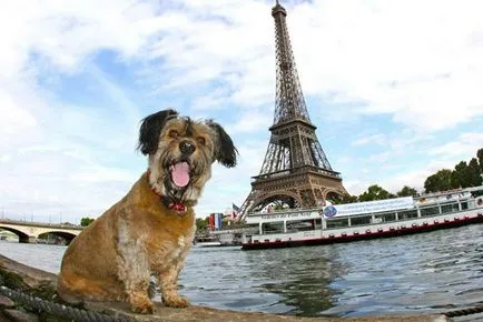 Oscar - kutya, kutya utazó fotók tények - érdekes hírek képekben, Photofacts