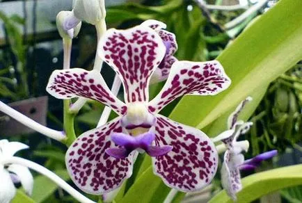 Vanda orchidea képek és az otthoni gondozás