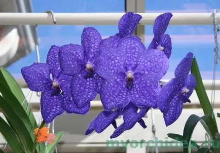 Ванда орхидея снимки и домашни грижи