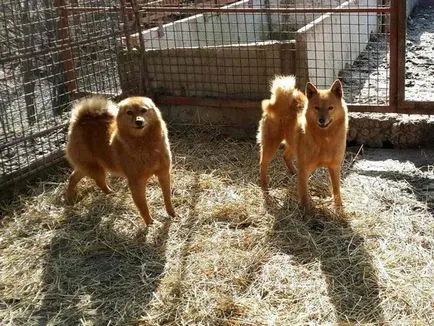 Caracteristici Kareliană Ursul de câine