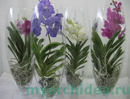 Ванда орхидея снимки и домашни грижи