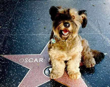 Oscar - câine, câine de călătorie fotografii fapte - stiri interesante în imagini, Photofacts