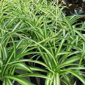 Mintegy Chlorophytum tarajos és szabályait az őket gondozó - részletes tanácsokat