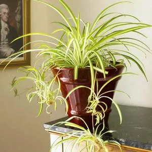 За Chlorophytum грива и правила за полагане на грижи за тях - подробни съвети