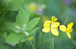 Poison vérfű (lé, infúzió, főzet) toxicitás oka mérgezés és túladagolás