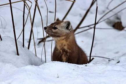 Vadászat egy husky a nyest titkok és trükkök