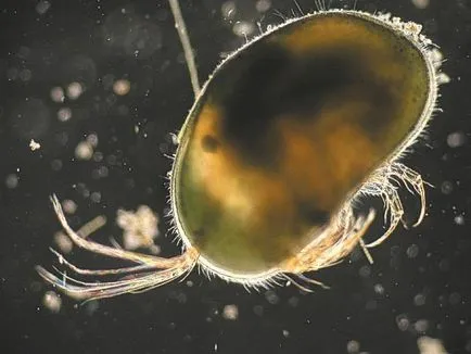 Ostracods в аквариума