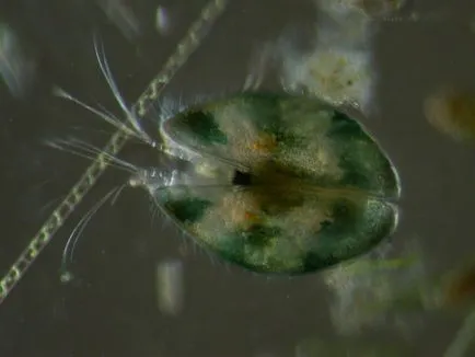 Ostracods az akváriumban