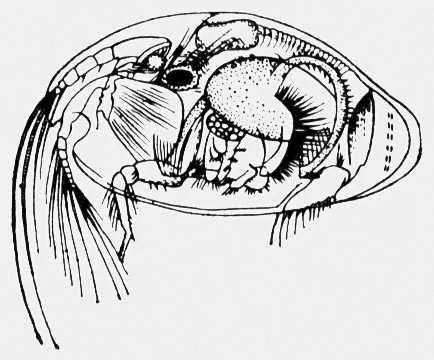 Ostracods в аквариума