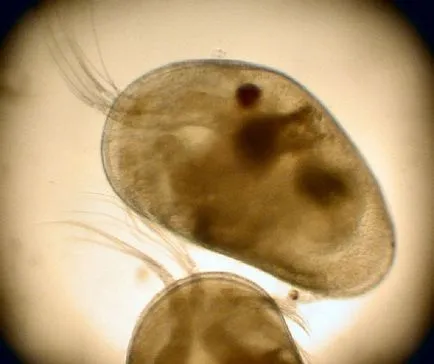 Ostracods в аквариума