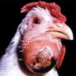 Pasteurellosis (holera), patogen aviară, date epizootologicheskie, patogeneza, clinice