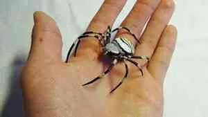 Spider оса - тайните на природата - Издател - неизвестни файлове