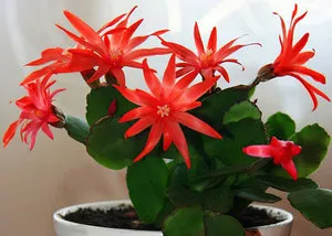 Великден кактус грижи rhipsalidopsis у дома, видове и разновидности, описание и
