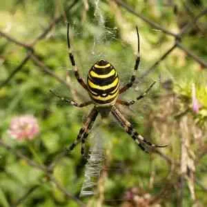 Spider оса - тайните на природата - Издател - неизвестни файлове