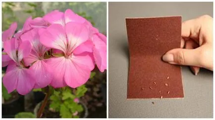 Pelargonium magról otthon különösen ültetés és szabályok ellátás palánták