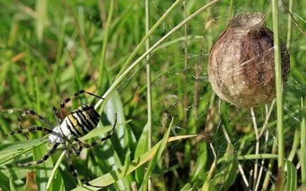 Spider și descriere viespe pericol