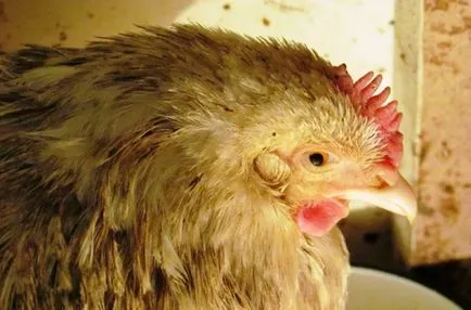 Pasteurellosis в пилета на симптомите и лечението на заболяването (болни пилета снимката)