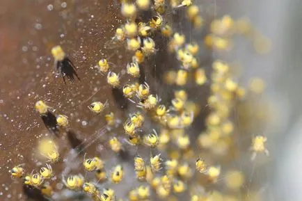 Spider darázs - leírás, típusok, fotók, harapás, hogy mit eszik, hol lakik