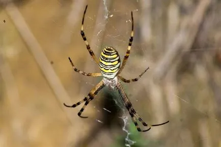 Spider darázs - leírás, típusok, fotók, harapás, hogy mit eszik, hol lakik