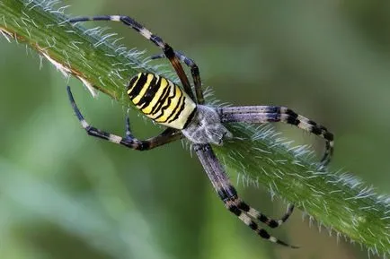 Spider és darázs leírás veszély