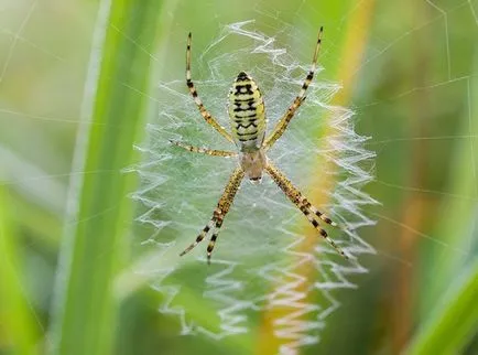 Spider и описание оса опасност