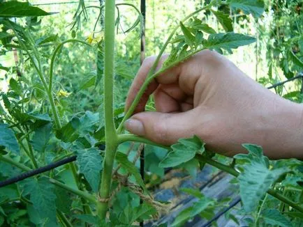 Да домати щипка начина на извършване на pasynkovanie когато реколтата закърнели като