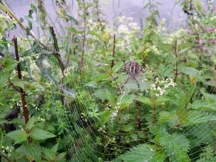 Spider darázs - leírás, típusok, fotók, harapás, hogy mit eszik, hol lakik