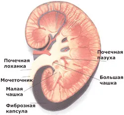 Pielonefrită cauze, tipuri, simptome, tratamentul bolii