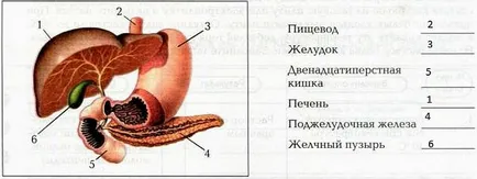 Травлення в кишечнику
