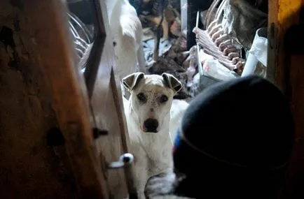 Kennel kutyák egy magánházban