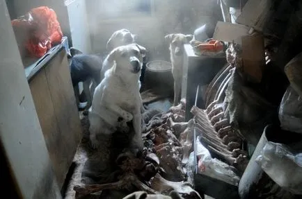 Kennel kutyák egy magánházban