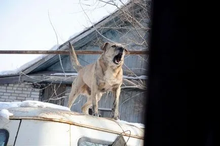 Kennel kutyák egy magánházban