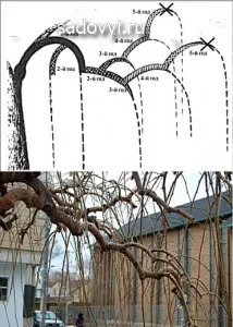 Плакучі форми дерев