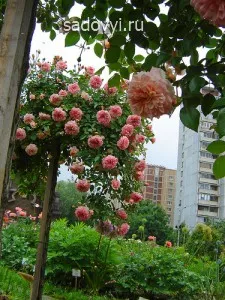 Плакучі форми дерев