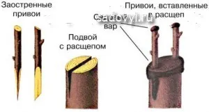 Плакучі форми дерев