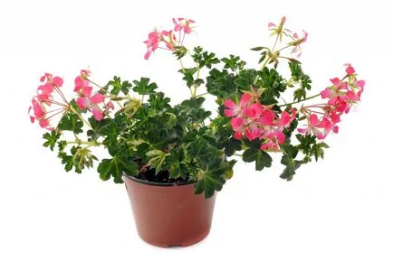 Plyuschelistnaya cele mai bune soiuri de Pelargonium, în special cultivarea, normele de reproducere și de îngrijire