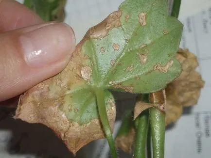 Plyuschelistnaya cele mai bune soiuri de Pelargonium, în special cultivarea, normele de reproducere și de îngrijire