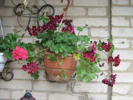 Plyuschelistnaya cele mai bune soiuri de Pelargonium, în special cultivarea, normele de reproducere și de îngrijire