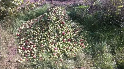 Защо ябълките падат напред във времето и дали извънредните лежи в компост