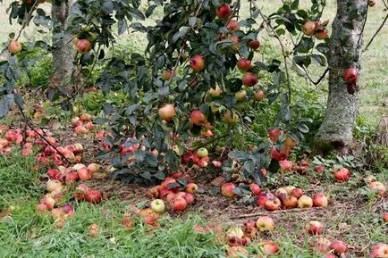 De ce merele sunt în scădere înainte de timp și dacă binefaceri pune în compost