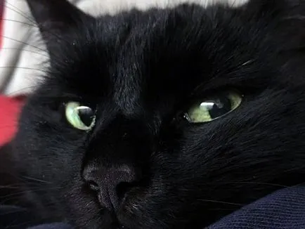 Miért az emberek félnek a fekete macska - előjelek, babonák, tények