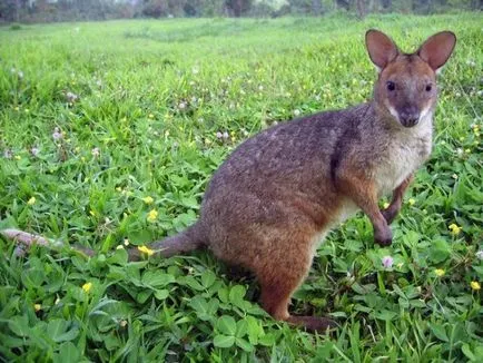 Защо почти всички животни в австралийската двуутробни