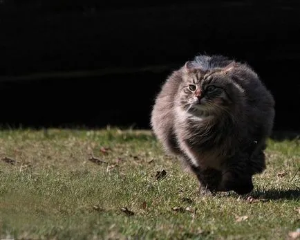 De ce un câine zvâcnind în somn