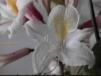 Mai multe despre Gesneriaceae, asclepiad, cactusi si suculente, orhidee, trandafiri, un articol rar