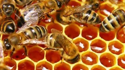 Торене на пролетните пчели, пчеларските бележки