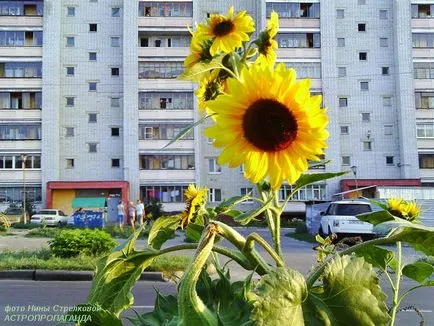 Floarea soarelui pentru leu