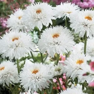 Ромен звичайний квіти на фото, сорти ромену, вирощування з насіння
