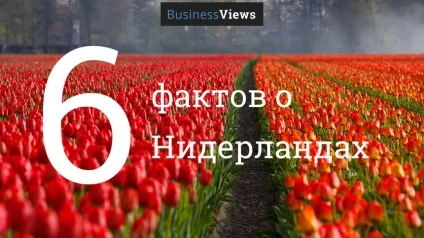 Нідерланди - продуктовий кошик світу 6 нереальних фактів про сільське господарство країни тюльпанів (господарстві) Нідерланди - продуктовий кошик світу 6 нереальних фактів про сільське господарство країни тюльпанів