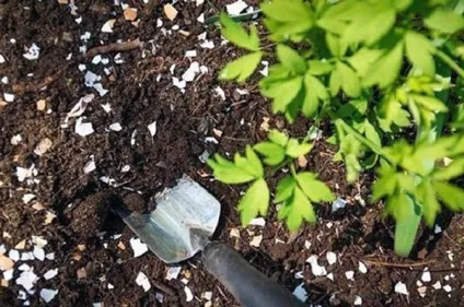 Неприємні запахи в побуті, як позбутися ..., журнал - по-жіночому (неприємні запахи в побуті) Неприємні запахи в побуті, як позбутися ..., журнал - по-жіночому