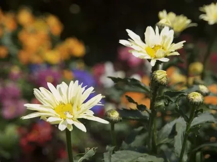 Ромен фото і види, вирощування з насіння і способи догляду за квіткою